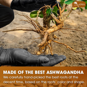TOG999 sustainable family farms harvest Ashwagandha roots for tea