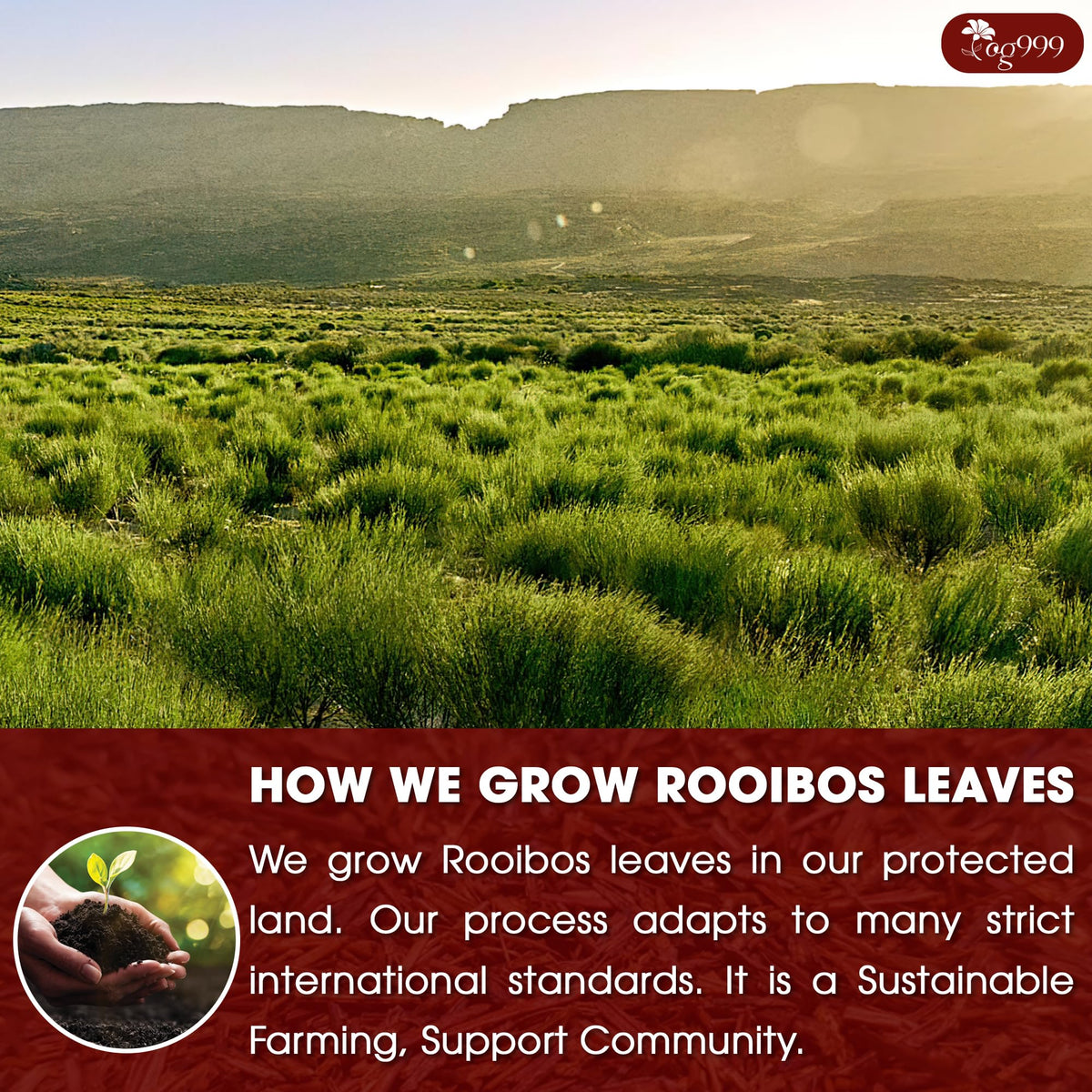 Sustainable farming practices behind TOG999 Rooibos tea