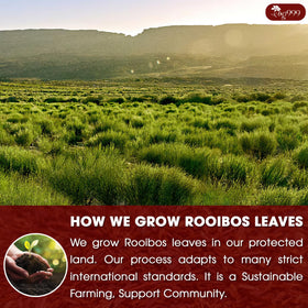Sustainable farming practices behind TOG999 Rooibos tea