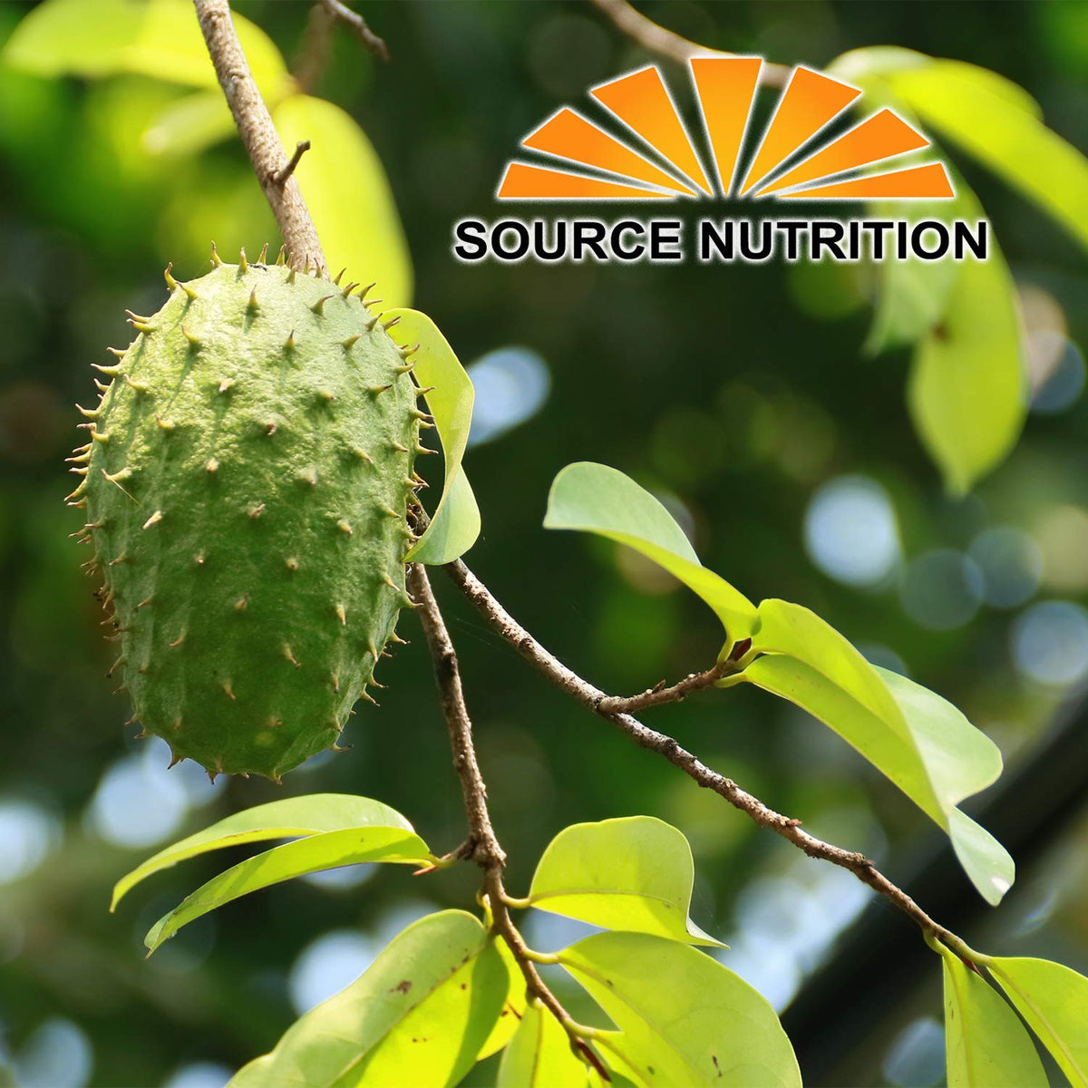 TradeKing Soursop tea bags during steeping releasing a mild earthy aroma.