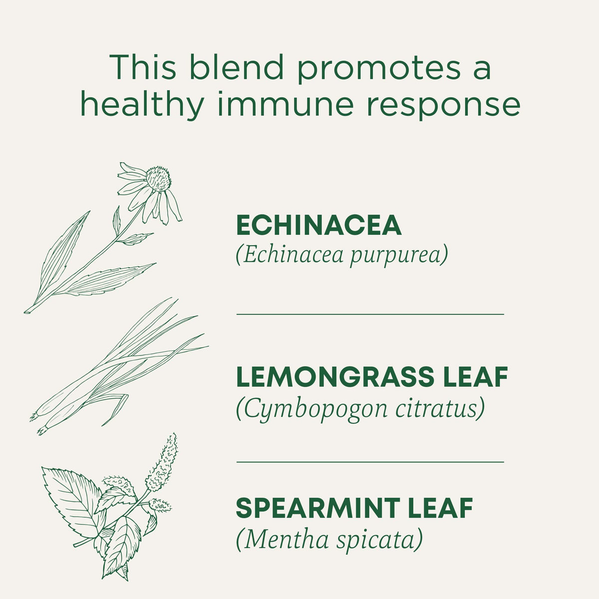 Traditional Medicinals Echinacea Plus cup steeping with berry notes