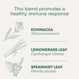 Traditional Medicinals Echinacea Plus cup steeping with berry notes