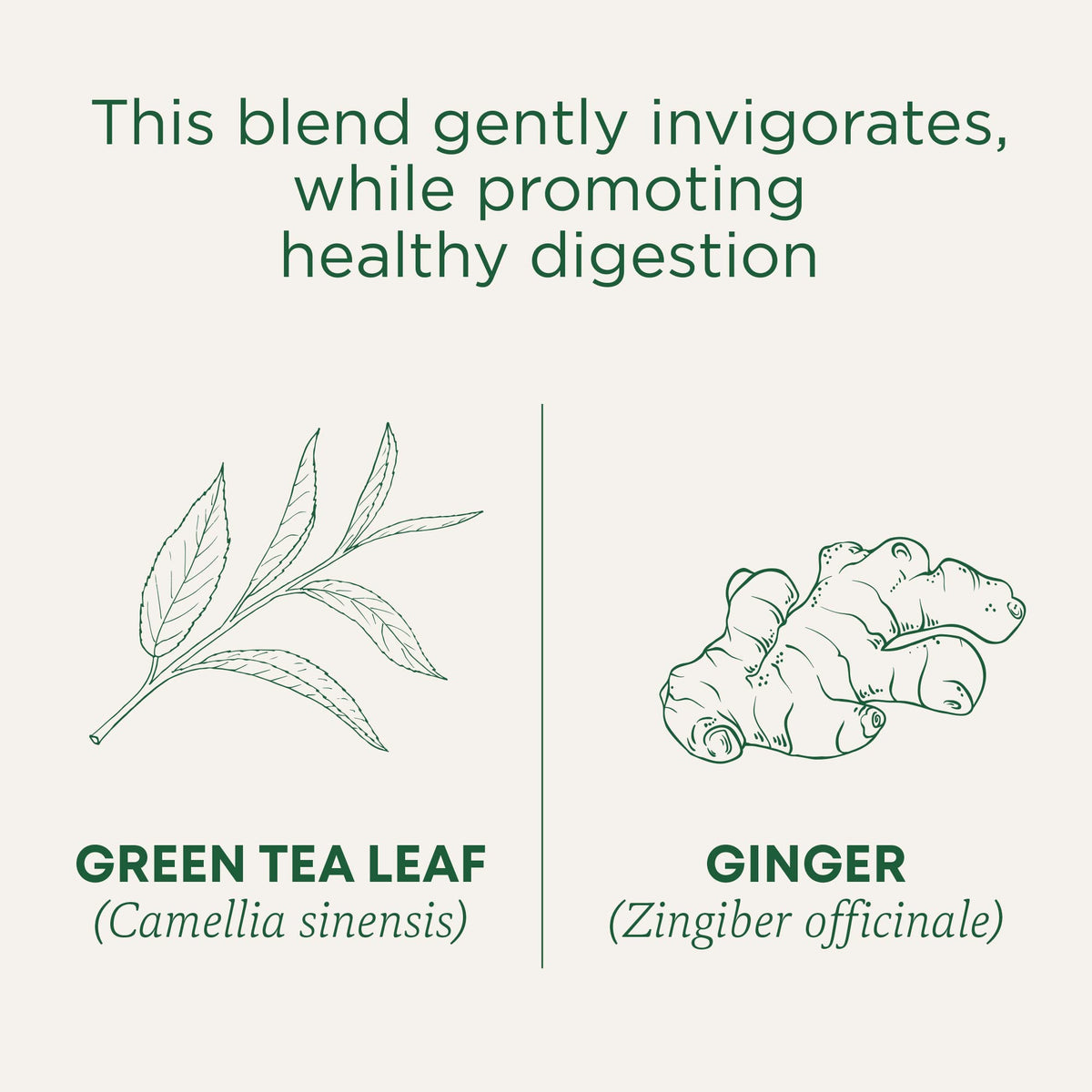 Traditional Medicinals ginger root closeup: aromatic warmth for comforting tea moments.