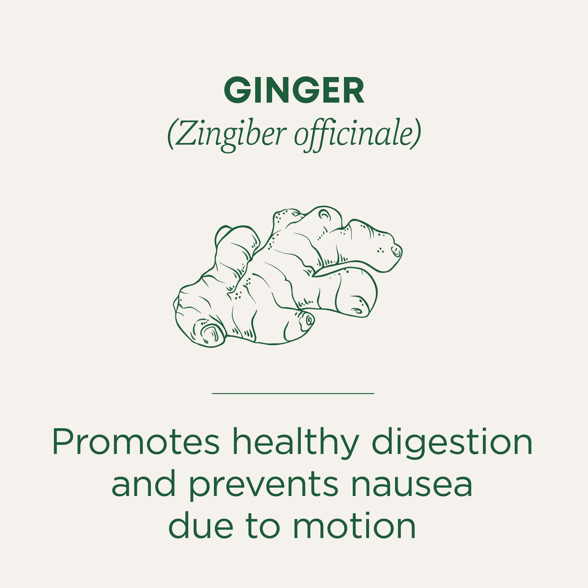 Traditional Medicinals Ginger Tea steeping cup for a post-meal comfort