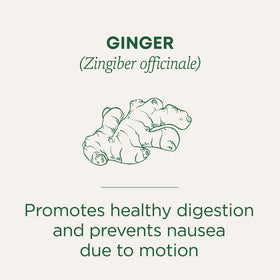 Traditional Medicinals Ginger Tea steeping cup for a post-meal comfort