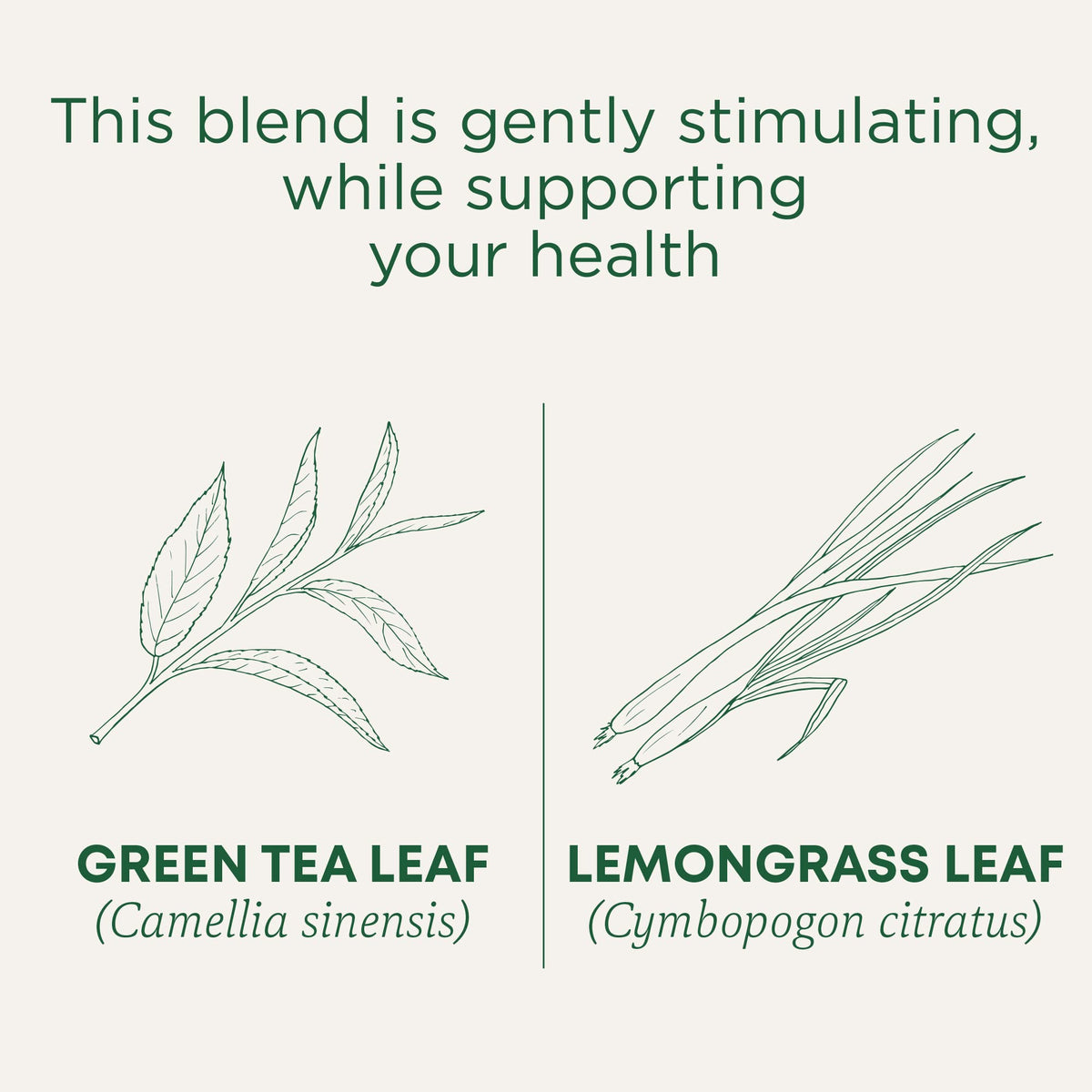 Traditional Medicinals Green Tea Lemongrass teacup steeping for a bright, citrusy break
