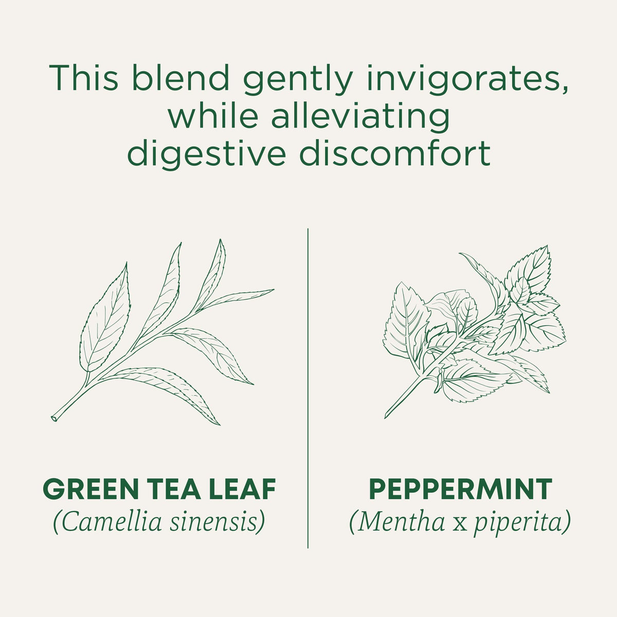 Traditional Medicinals green tea peppermint box open revealing teabags for convenient daily ritual.