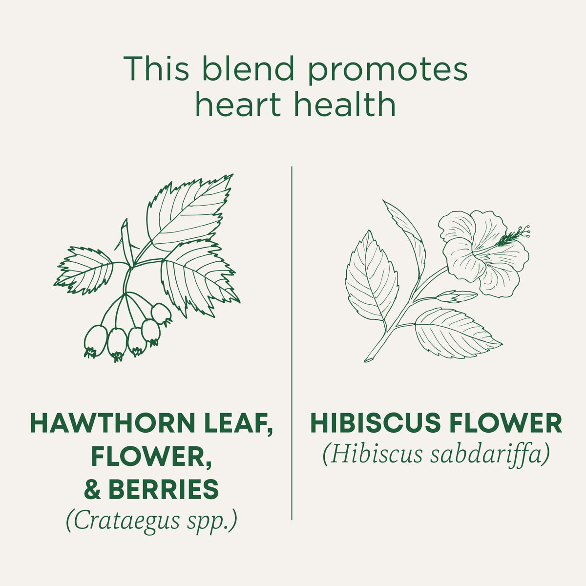 Traditional Medicinals hawthorn hibiscus tea bags ready to brew a soothing cup.