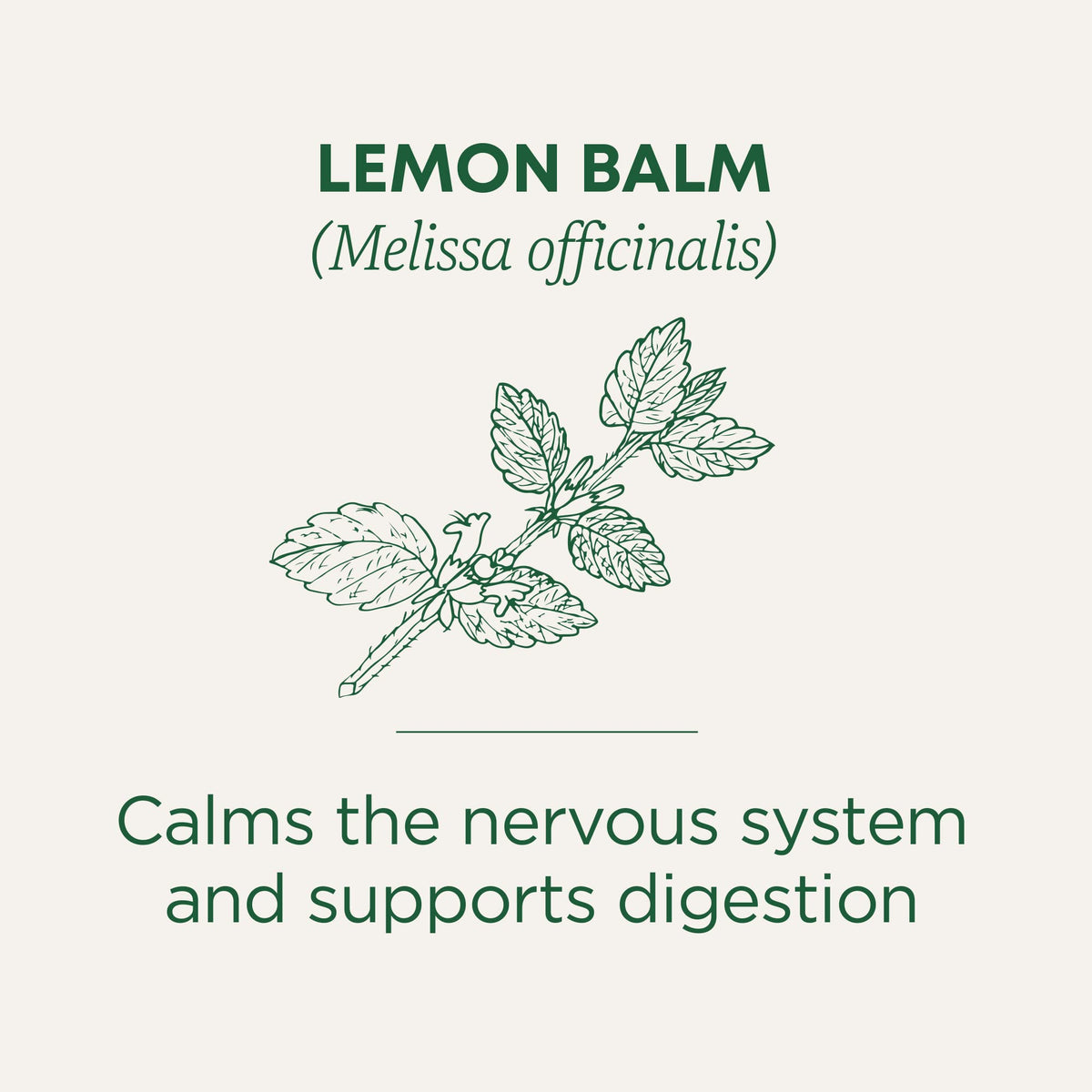 Traditional Medicinals lemon balm leaves close-up, highlighting fresh scent and natural aroma.