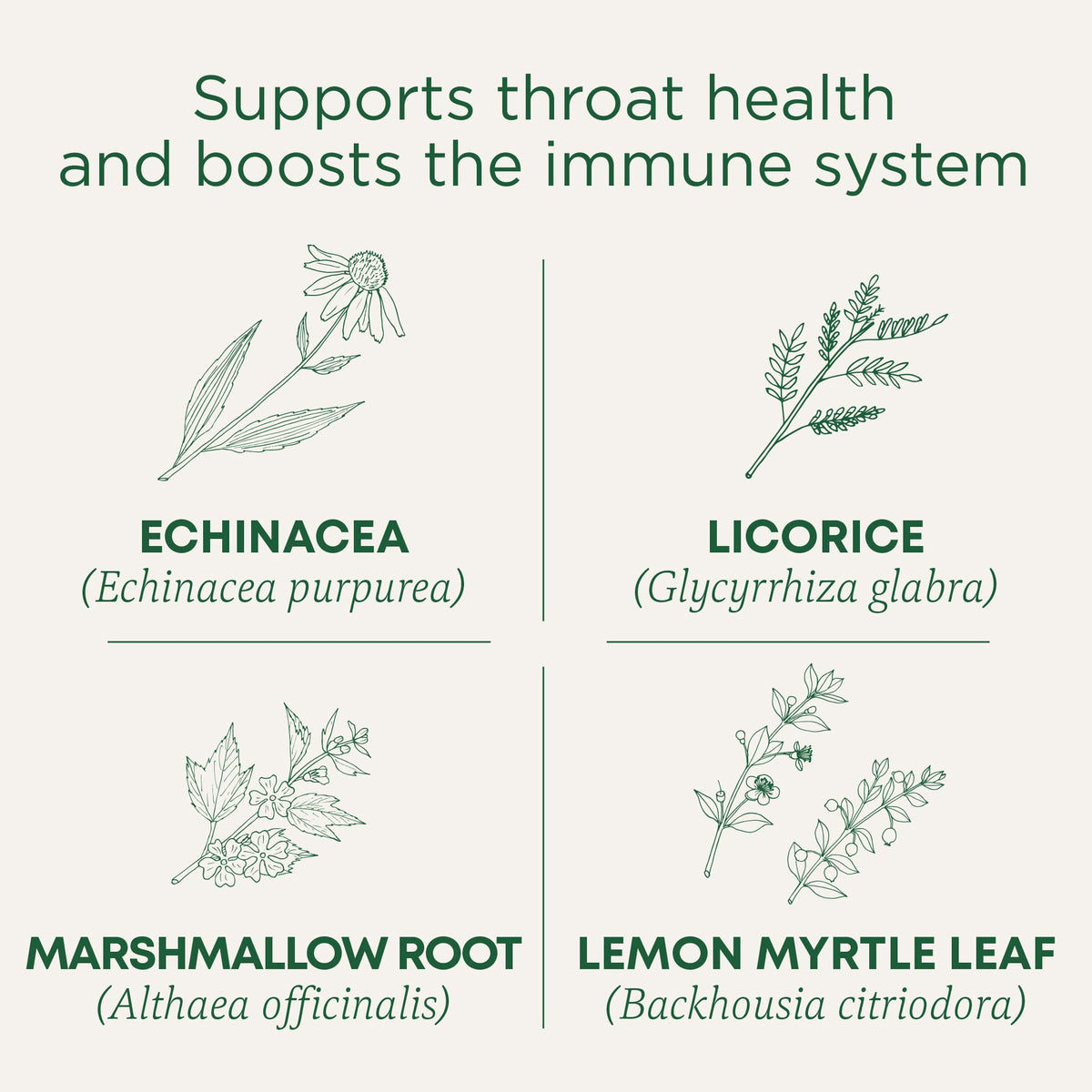 Traditional Medicinals Lemon Echinacea tea cup steeping for soothing aroma.