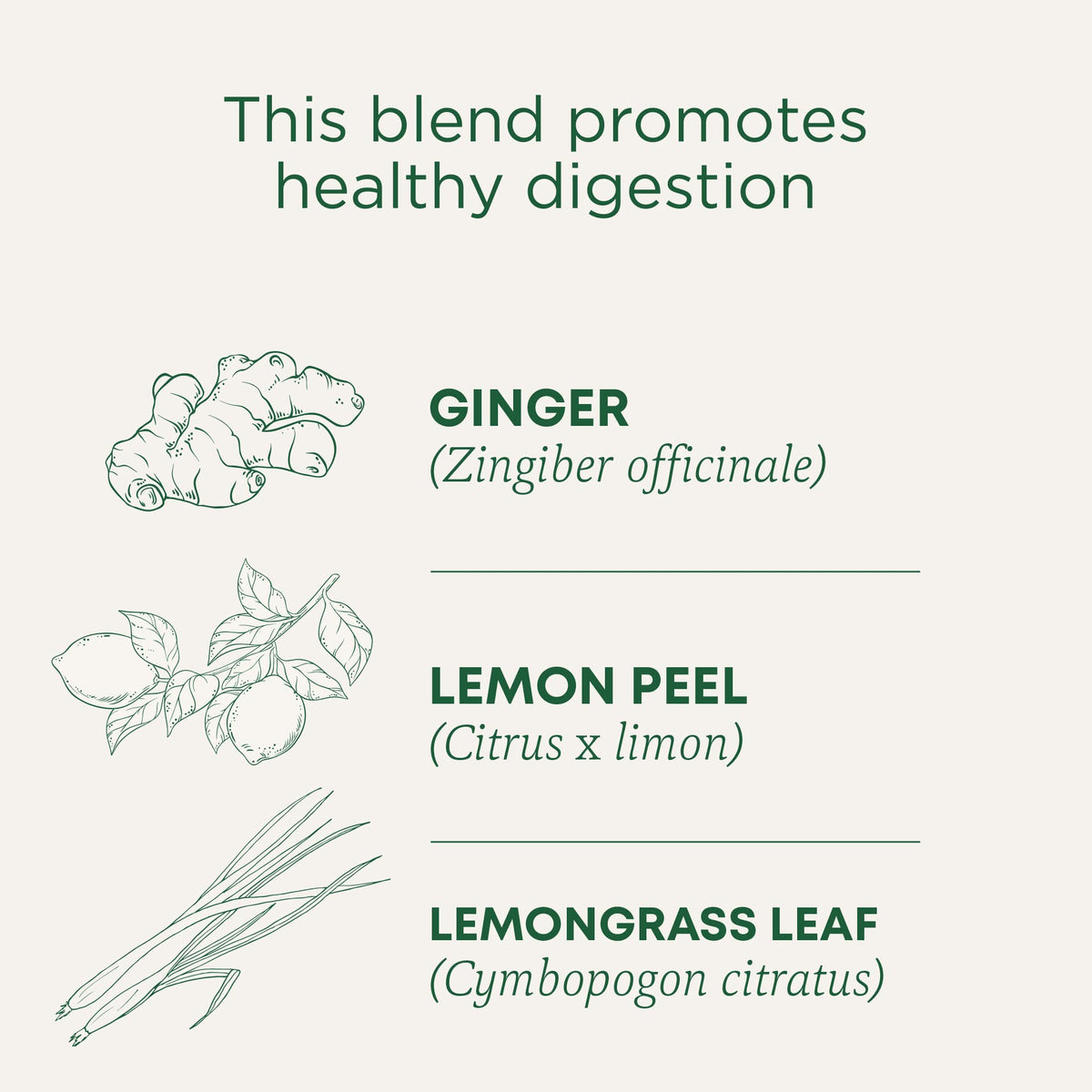Traditional Medicinals Lemon Ginger tea bags in pack ready for daily soothing rituals