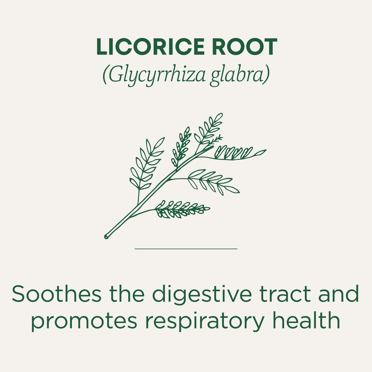 Traditional Medicinals licorice root tea cup steaming offers a comforting break after meals