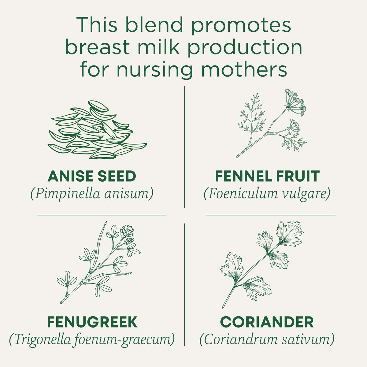 Brewing Traditional Medicinals Mother's Milk Tea; licorice notes and herbal aroma.