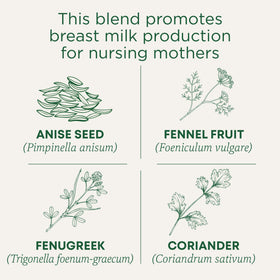 Brewing Traditional Medicinals Mother's Milk Tea; licorice notes and herbal aroma.