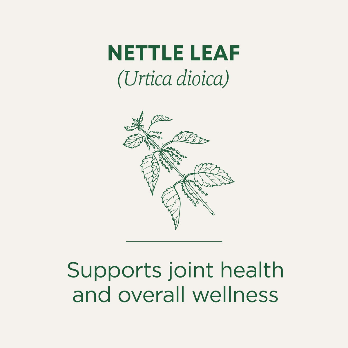Traditional Medicinals nettle tea bags closeup for quick brewing