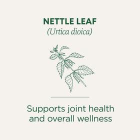 Traditional Medicinals nettle tea bags closeup for quick brewing