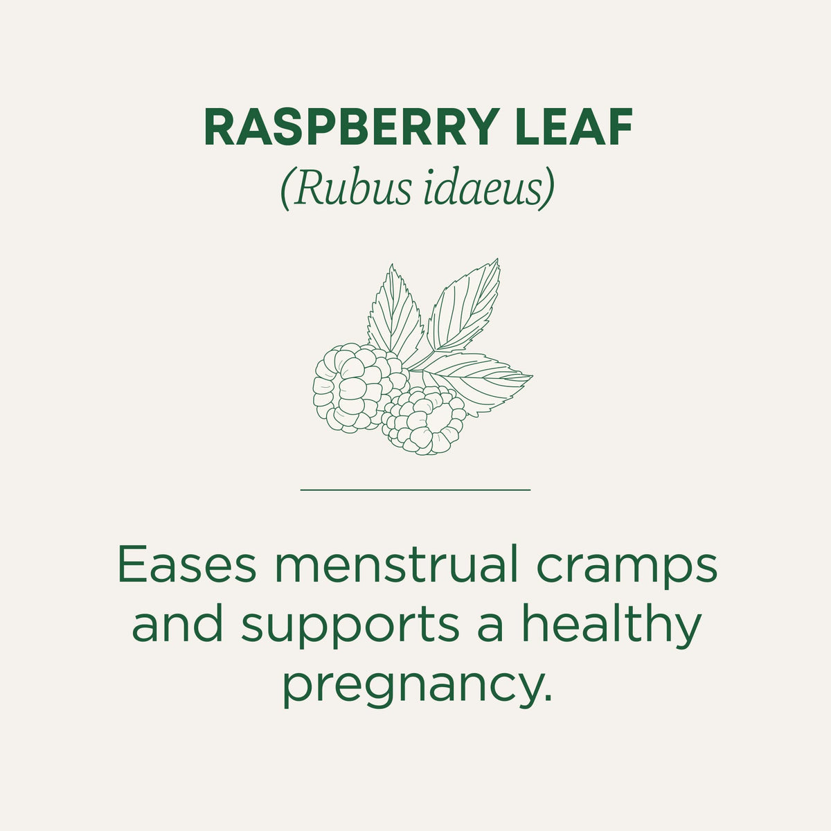 Traditional Medicinals raspberry leaf tea bags close-up highlighting caffeine-free flavor.