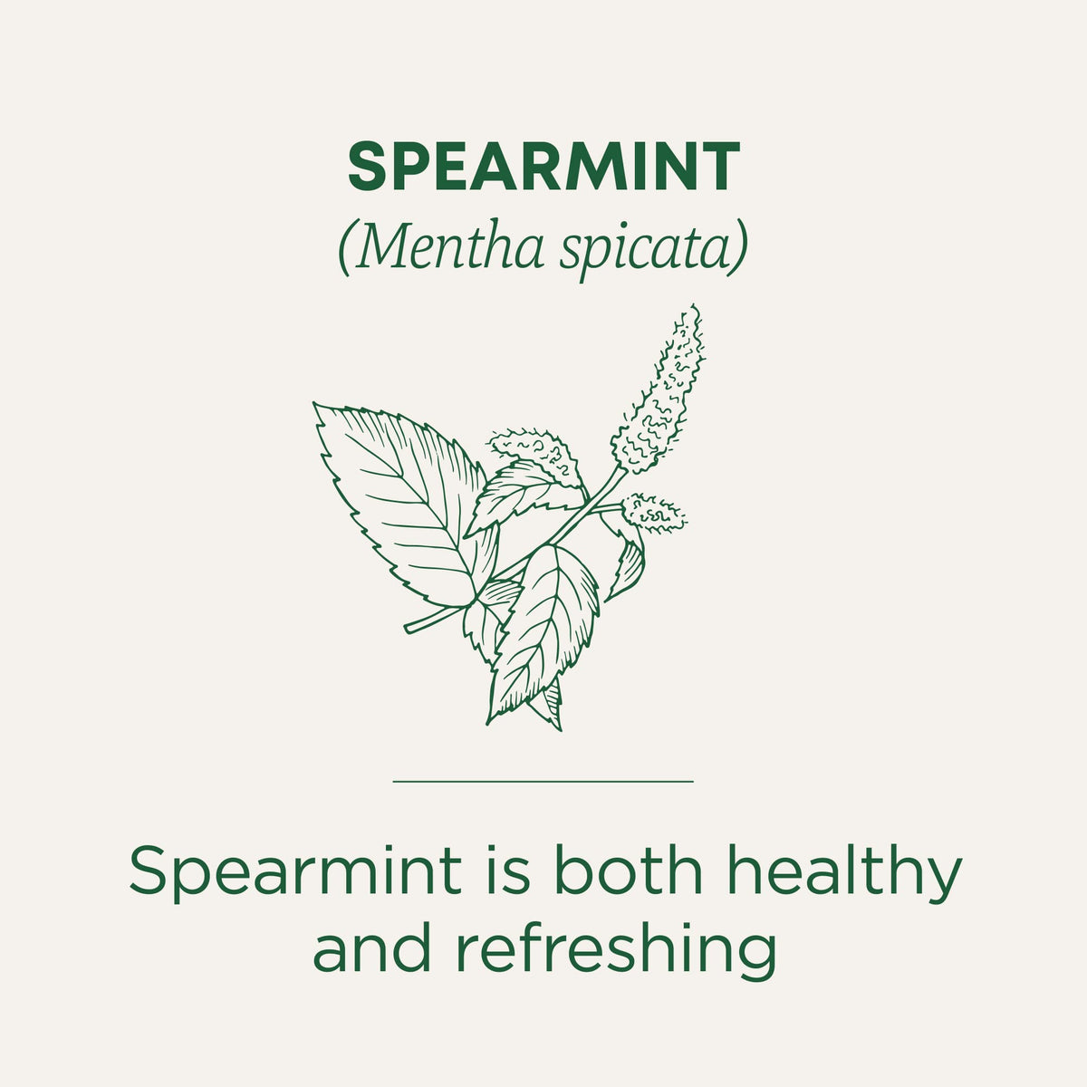 Traditional Medicinals Organic Spearmint tea bags closeup on packaging.