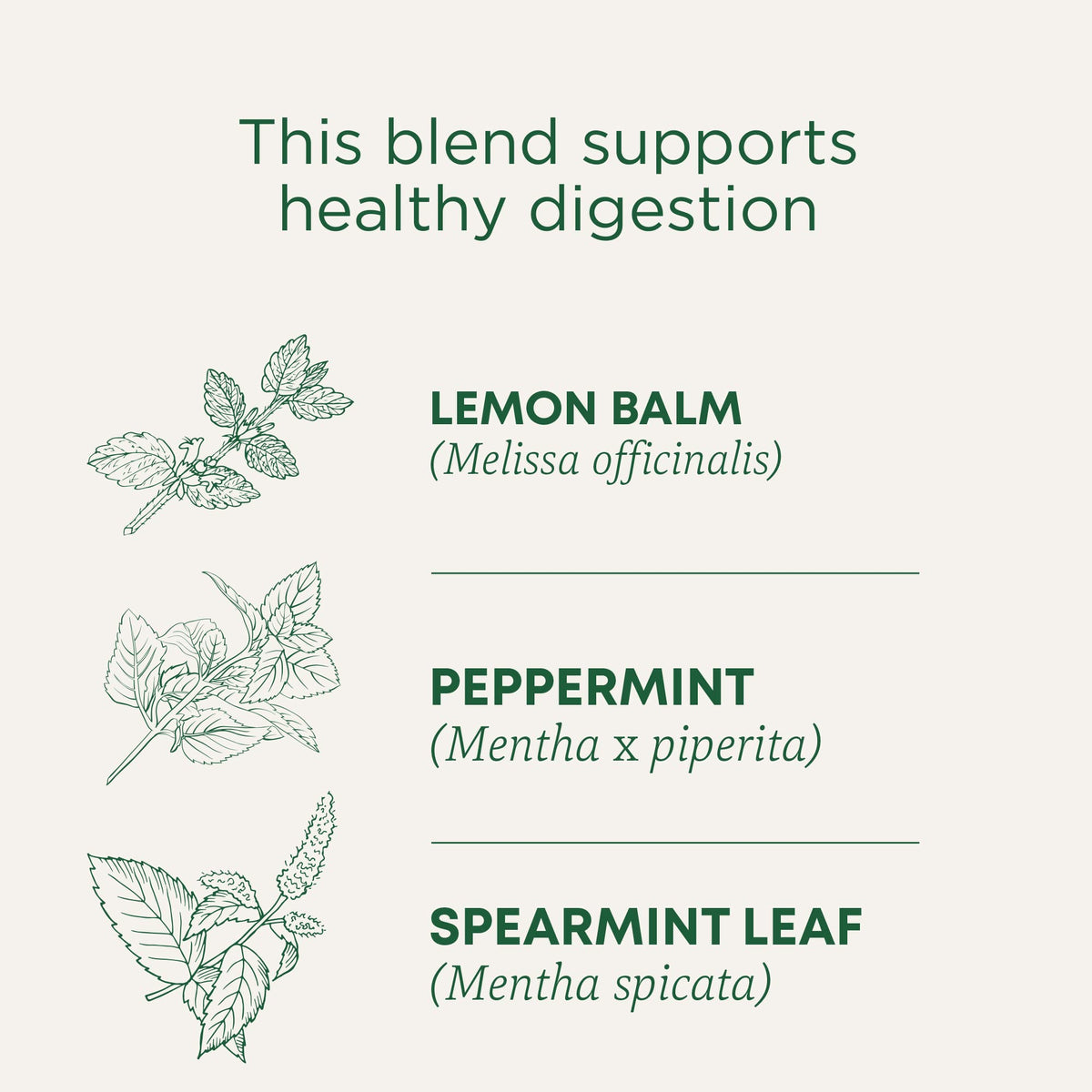 Traditional Medicinals Peppermint Delight steeping cup showing refreshing mint aroma after meals.