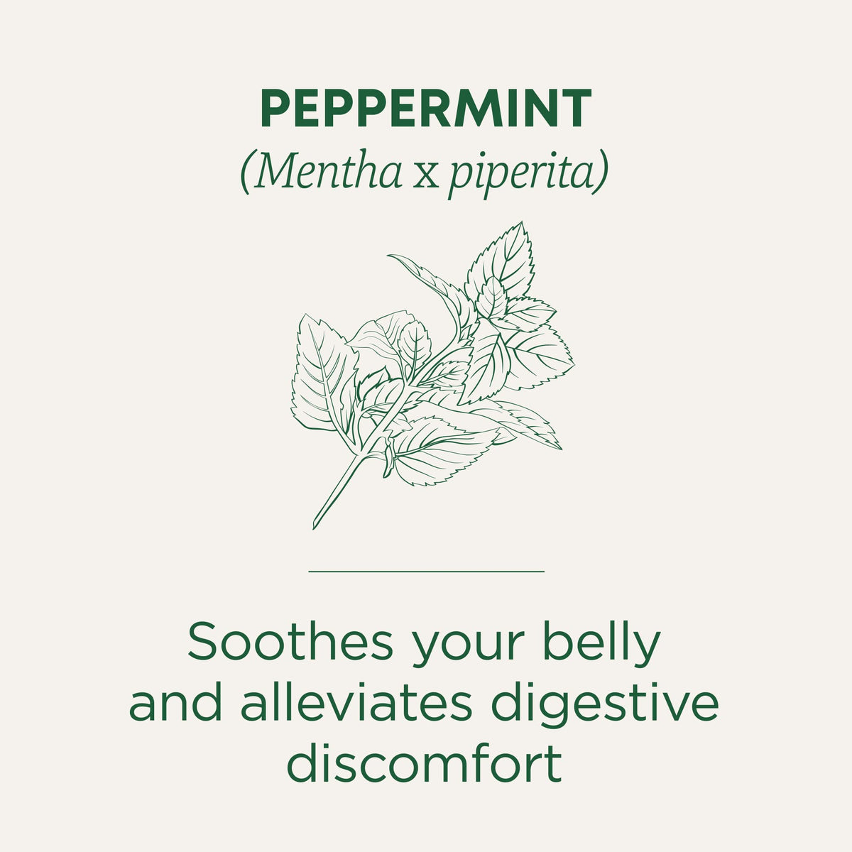 Traditional Medicinals peppermint leaves closeup with rich essential oils.