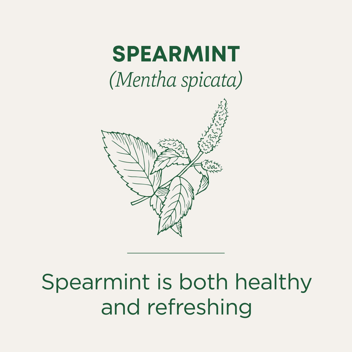Traditional Medicinals Spearmint tea cup ready to enjoy the minty, aromatic brew.