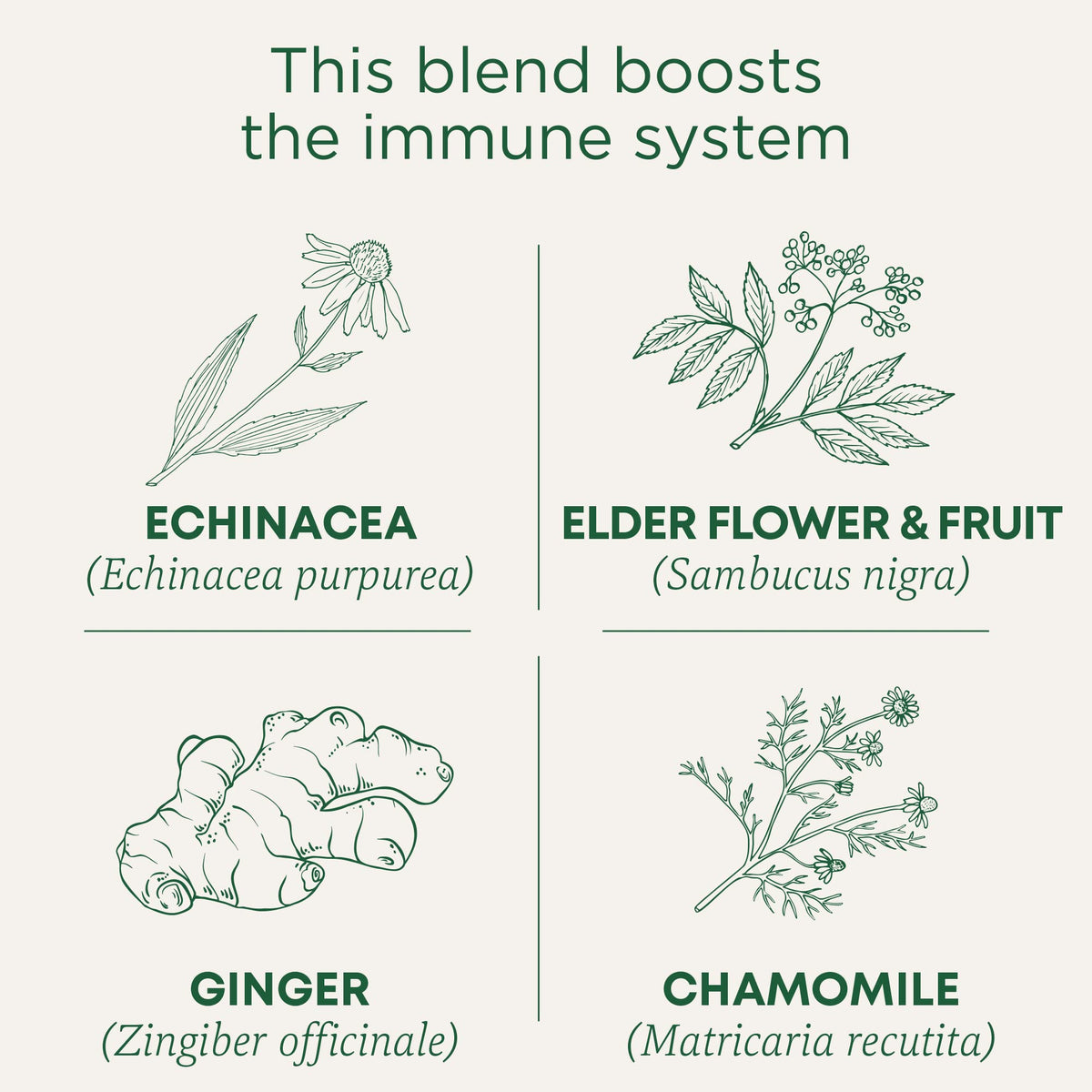 Steaming cup of Traditional Medicinals echinacea plus elderberry tea for cozy moments