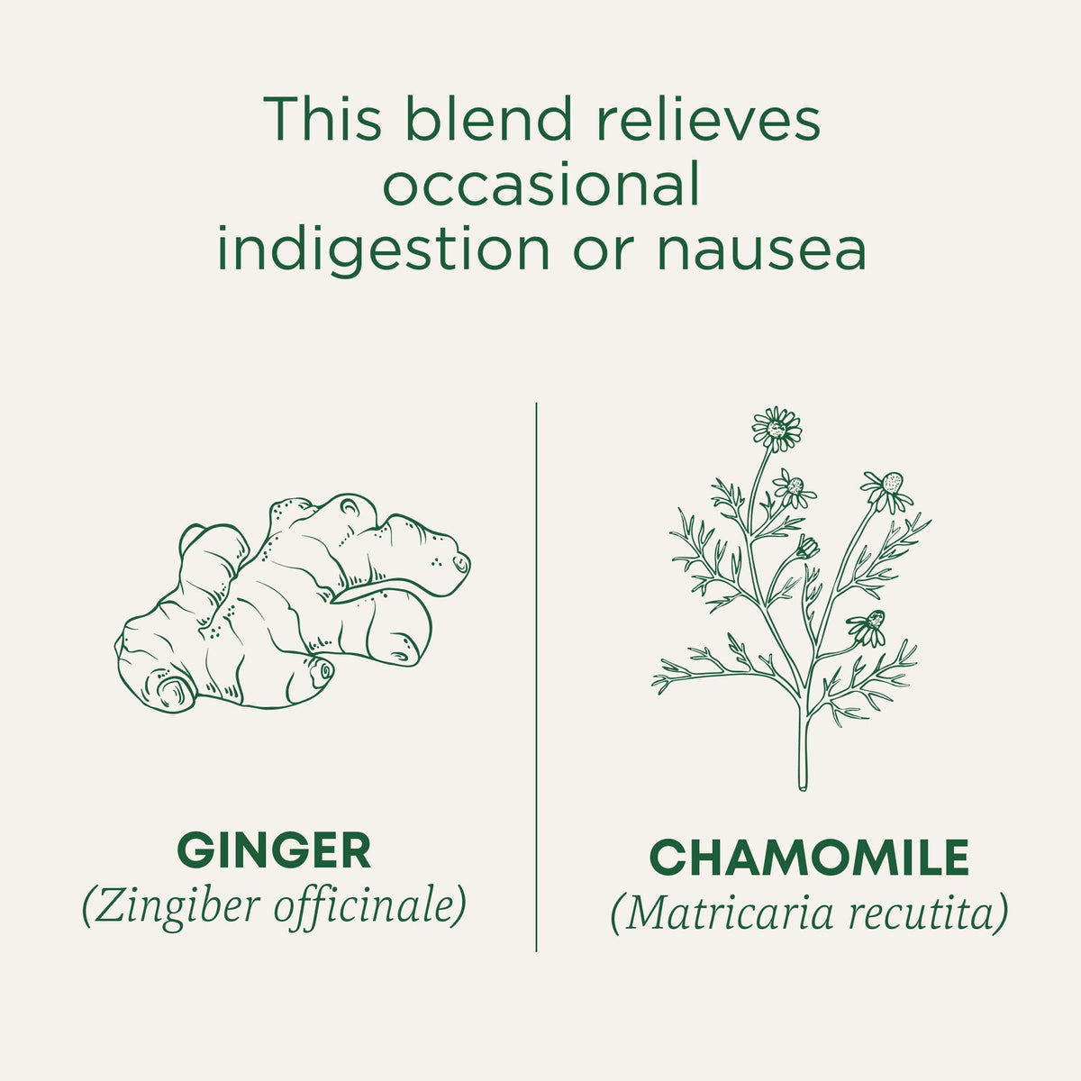 Close-up of Traditional Medicinals ginger-chamomile tea bag