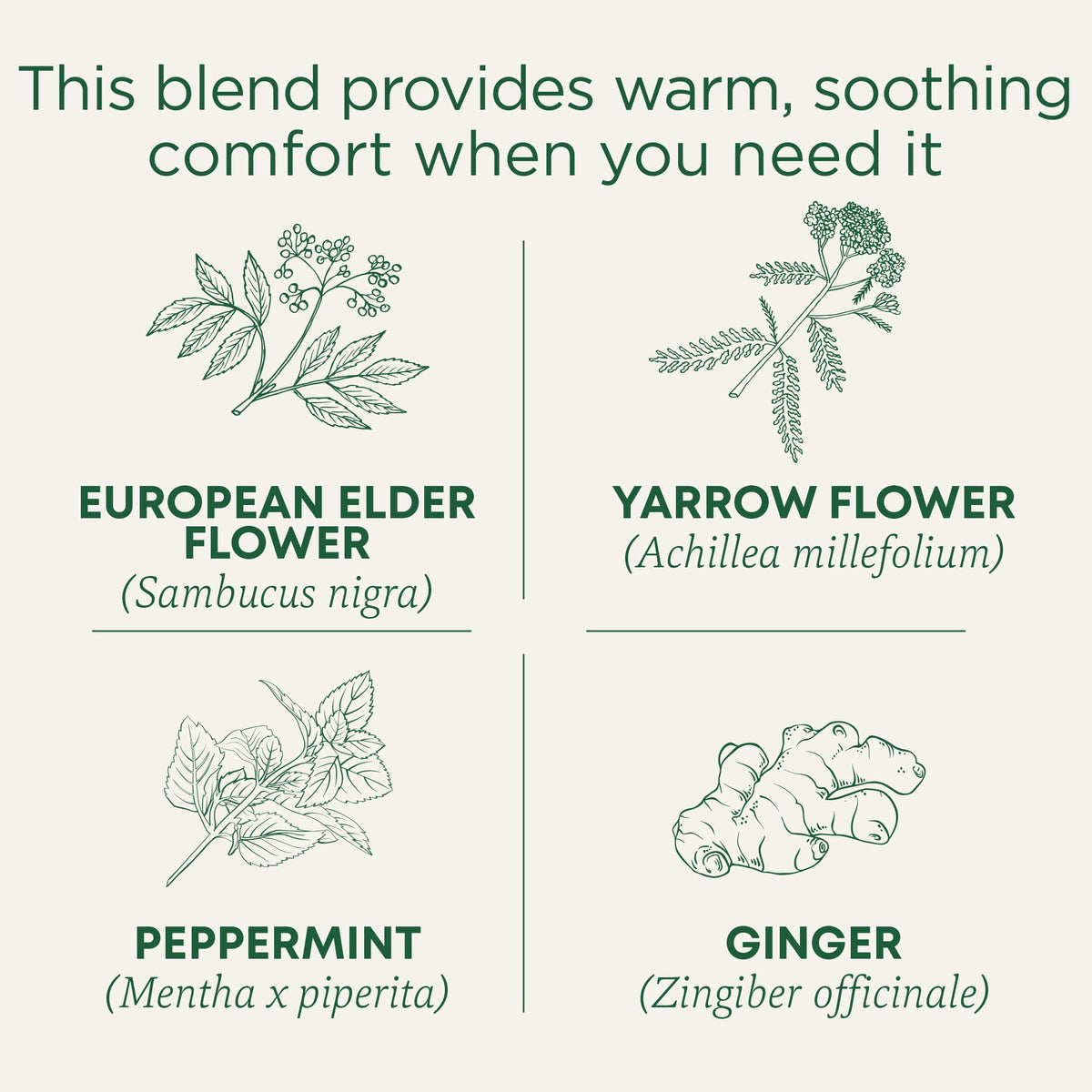 Traditional Medicinals tea bags in a pack highlight freshness and convenience.