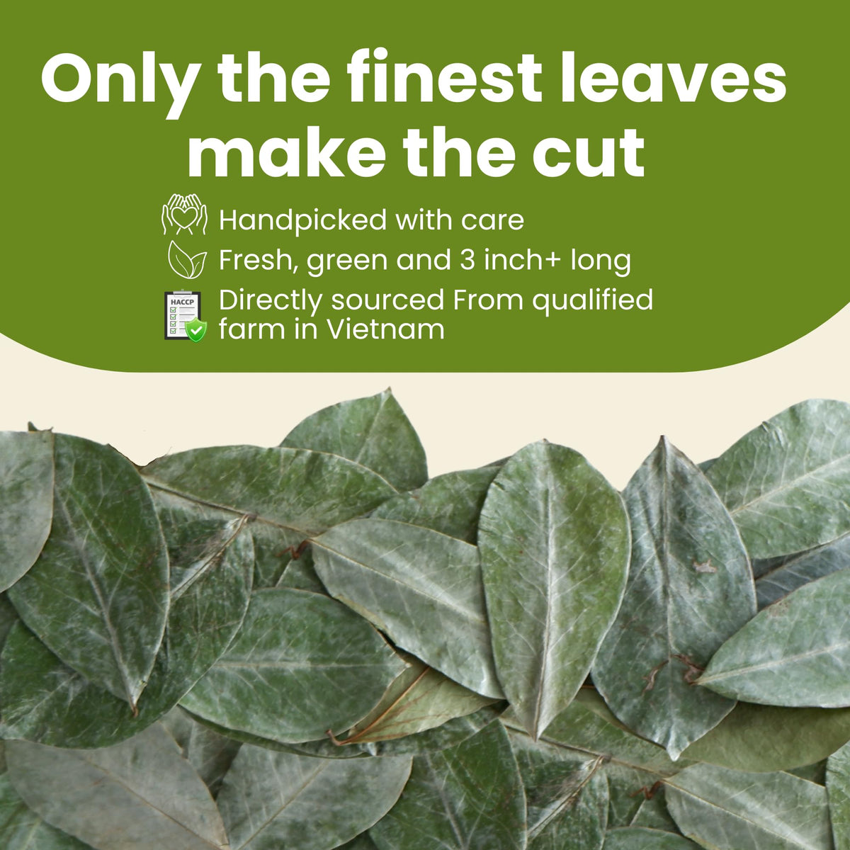 Dried soursop leaves retain vibrant green color for rich cup
