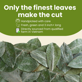 Dried soursop leaves retain vibrant green color for rich cup