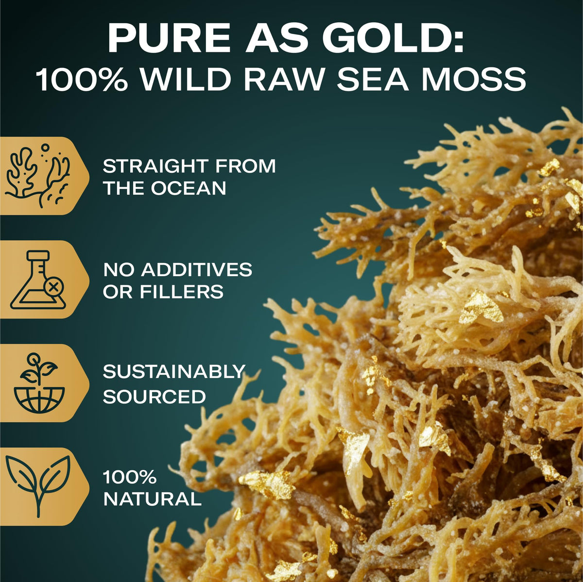 TrueSeaMoss wildcrafted Atlantic harvest emphasizes responsibly sourced sea moss.
