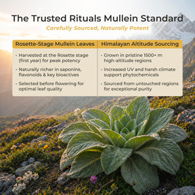 Himalayas-sourced mullein leaves emphasize natural quality in sticks.