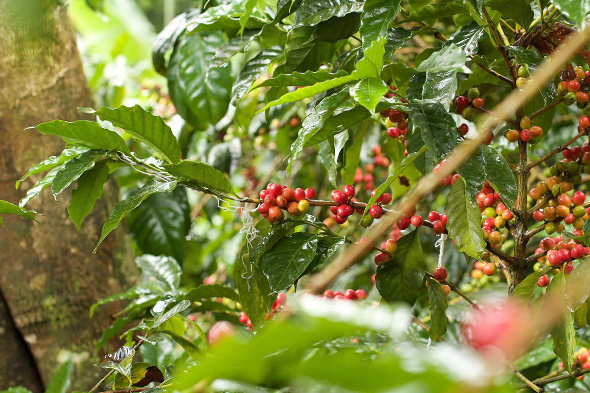 Twin Engine Coffee sun-dried cascara reveals rich amber color and depth