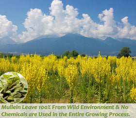 ULTHMOK mullein tea bag closeup highlights pure leaf quality for a gentle brew.