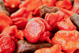 Unpretentious peppers ready for hot sauces and ultra-hot recipe inspiration