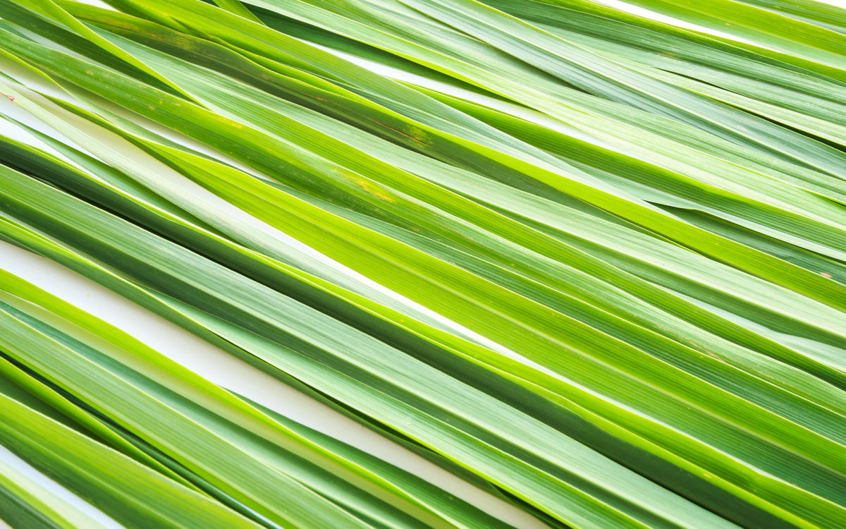 US Wellness Naturals aroma-rich lemongrass tea close-up capturing vibrant scent.