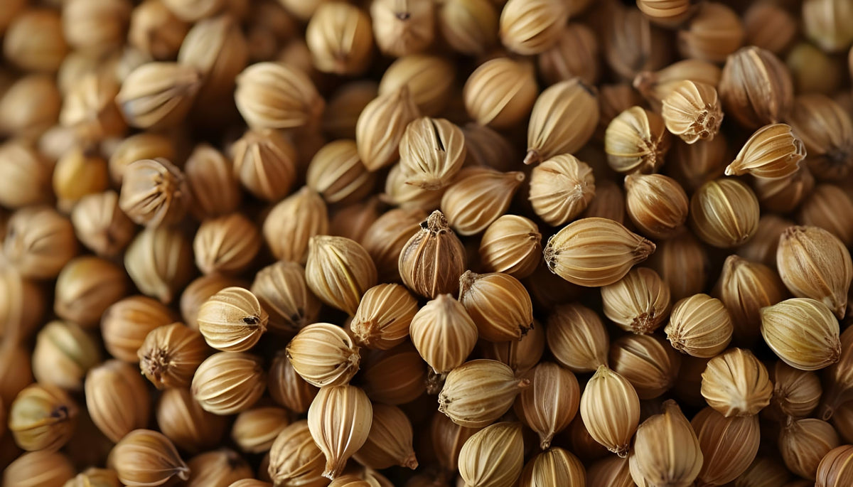 US Wellness Naturals coriander seeds in bowl ready to season curries and stews.