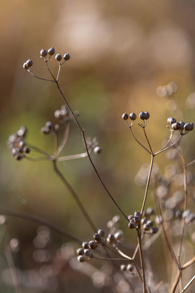 US Wellness Naturals coriander seeds package emphasizing USDA organic and non-GMO quality.