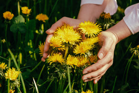 US Wellness Naturals Albanian harvest roots signify purity and organic sourcing.