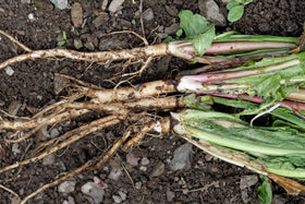 US Wellness Naturals tea packaging overview highlights freshness and resealability.