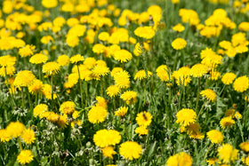 US Wellness Naturals raw dandelion roots emphasize additive-free ingredient.