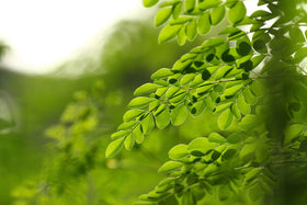 Pouring moringa powder into a cup; versatile addition to drinks and smoothies.