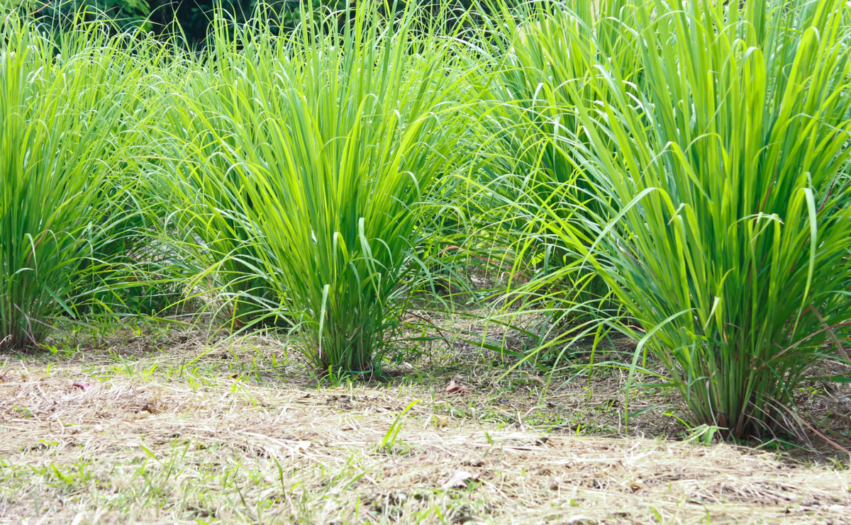 US Wellness Naturals organic lemongrass purity and freshness.
