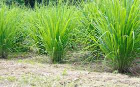 US Wellness Naturals organic lemongrass purity and freshness.