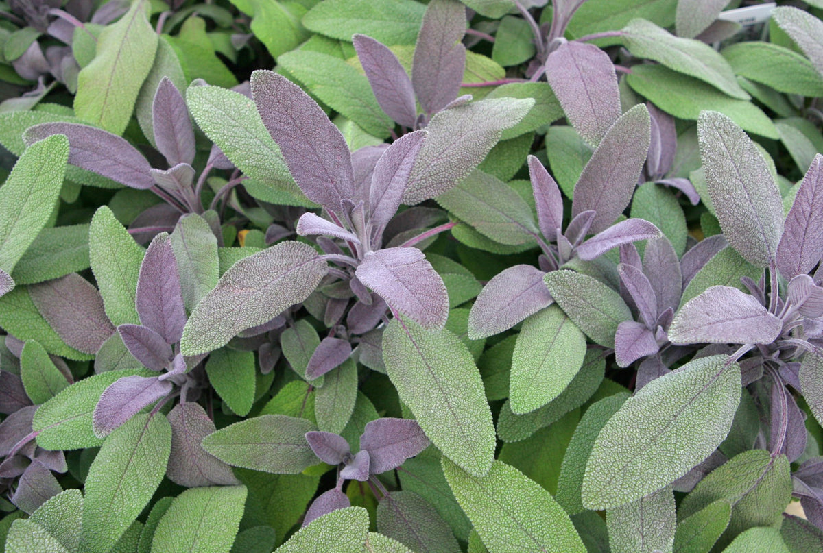 U.S. Wellness Naturals sage leaves in pantry for long-term freshness.