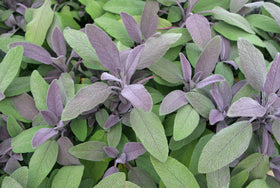 U.S. Wellness Naturals sage leaves in pantry for long-term freshness.