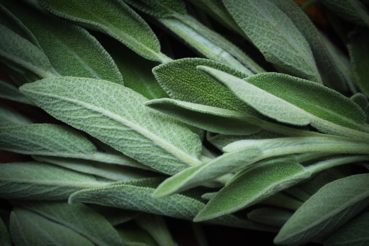 U.S. Wellness Naturals Albanian-origin sage leaves resting in a kitchen.