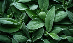 Brewed sage tea in cup using U.S. Wellness Naturals leaves.
