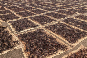 Vanilla Bean Kings Madagascar vanilla beans closeup highlights sourcing from Madagascar.