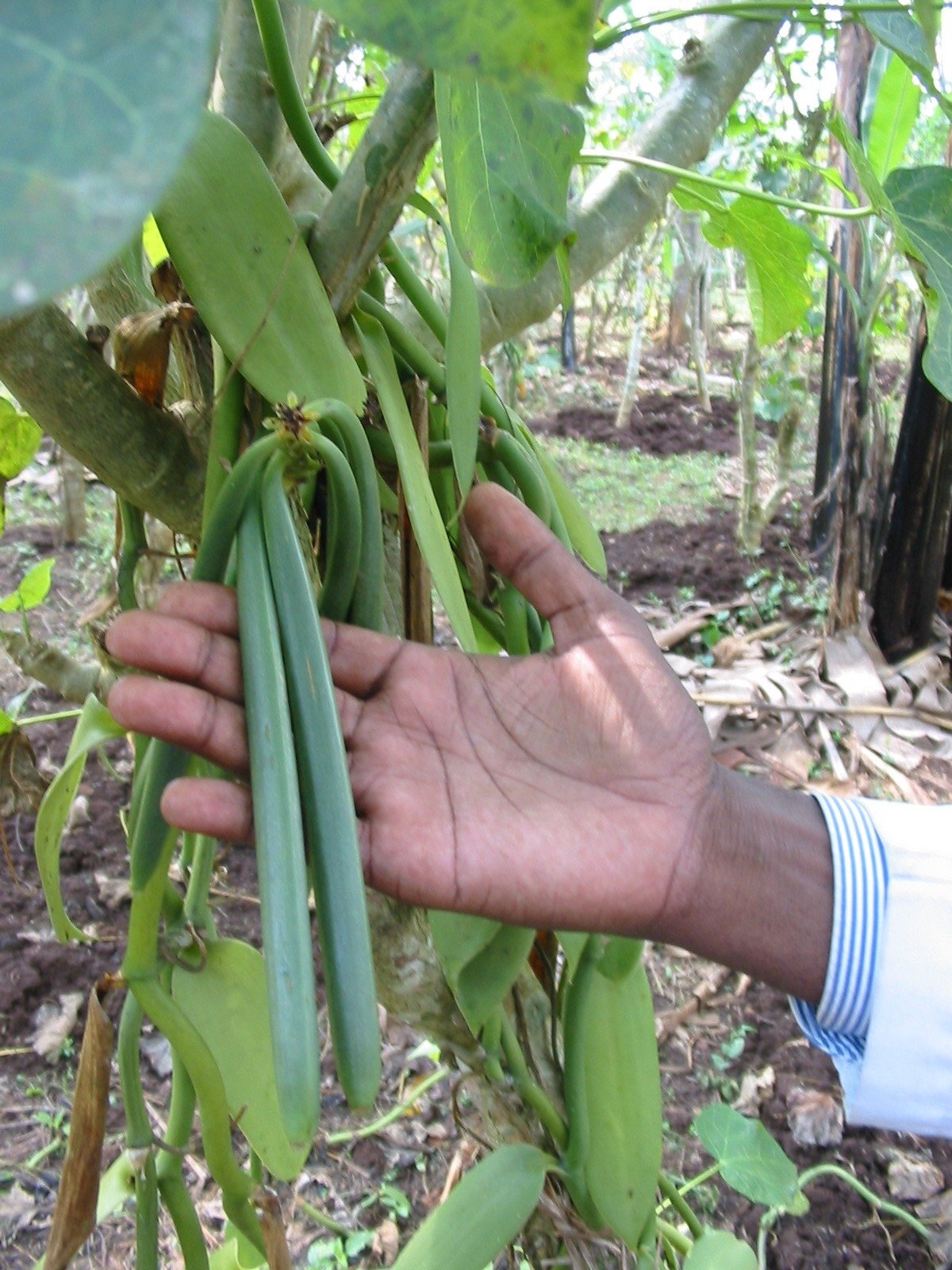 Madagascar-grown vanilla with traditional curing from Vanilla Products USA.
